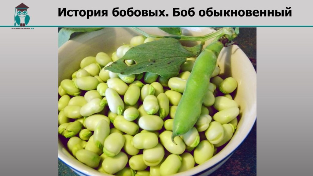 Что значит остаться на бобах. Смотреть фото Что значит остаться на бобах. Смотреть картинку Что значит остаться на бобах. Картинка про Что значит остаться на бобах. Фото Что значит остаться на бобах