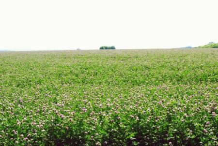 Люцерна и клевер