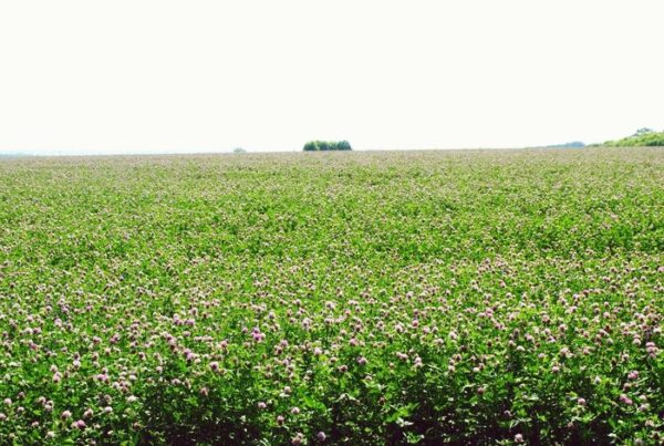 Люцерна и клевер