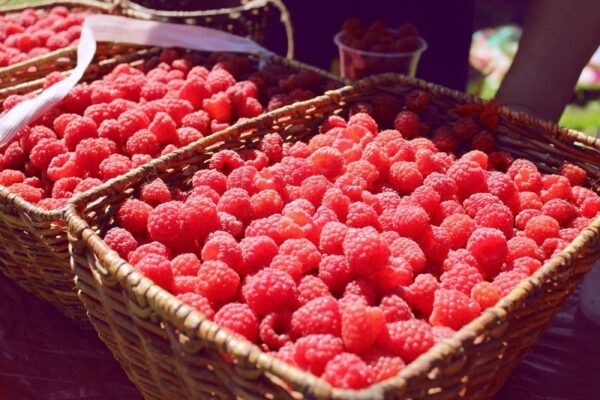 История ягоды малины