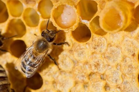 Маточное молоко