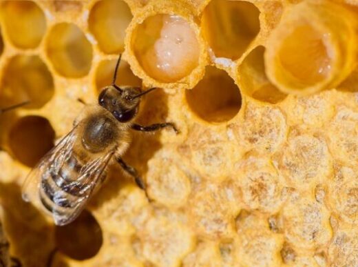 Маточное молоко