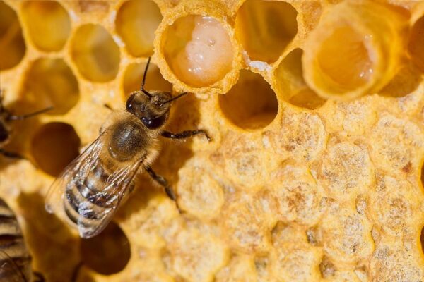 Маточное молоко