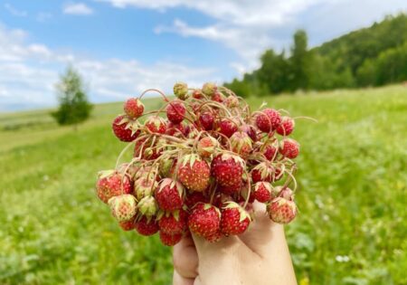 История клубники